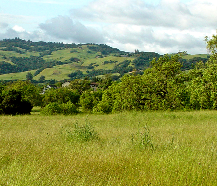 image of Sonoma skyline with lush hills and tall grass.
