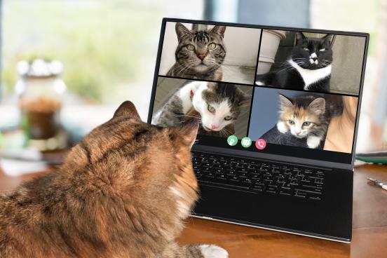 Decorative photo of cat watching Zoom with other cats