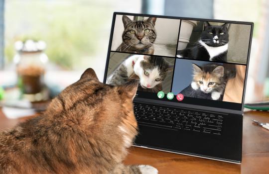 Decorative photo of cat watching Zoom with other cats