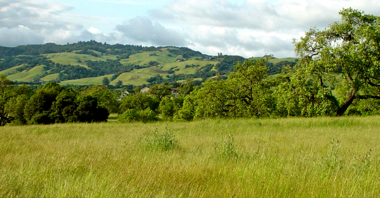 image of Sonoma skyline with lush hills and tall grass.
