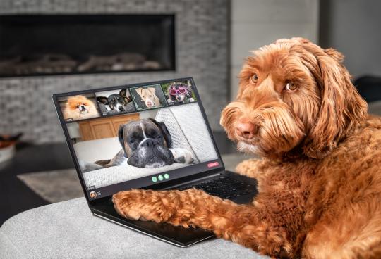 Decorative photo of dogs holding a Zoom meeting